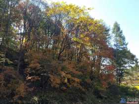 2018年取柴河红叶