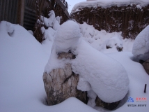 冬雪石鸟