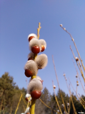 石城的春花