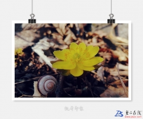 冰凌花开