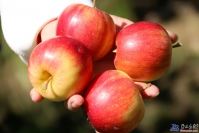磐石著名水果品牌，123苹果，拍於磐石宝山一果树园。
