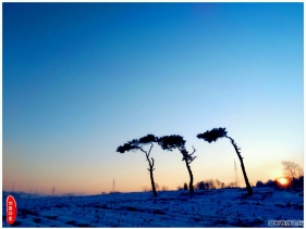 三棵树的冬晨