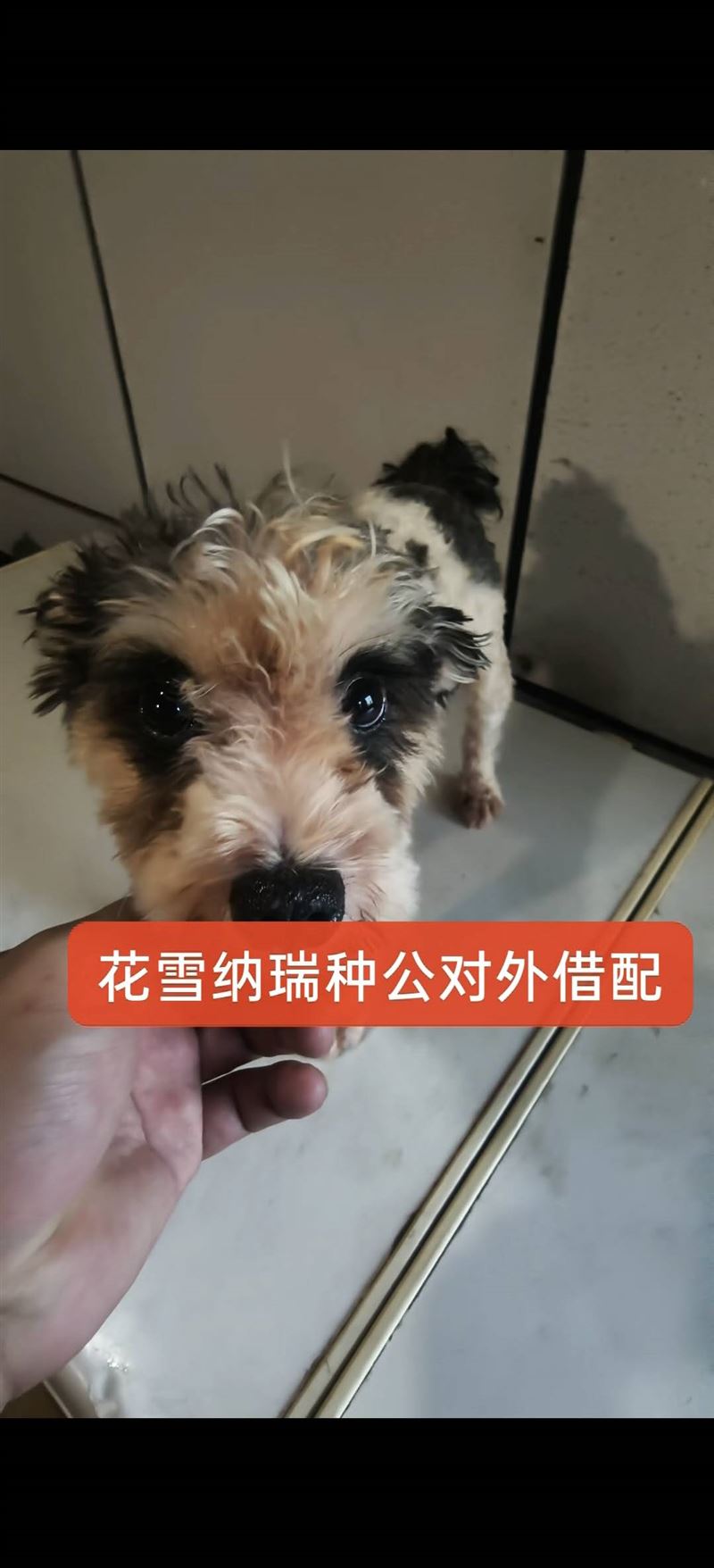 小体花雪雪纳瑞种公对外借配