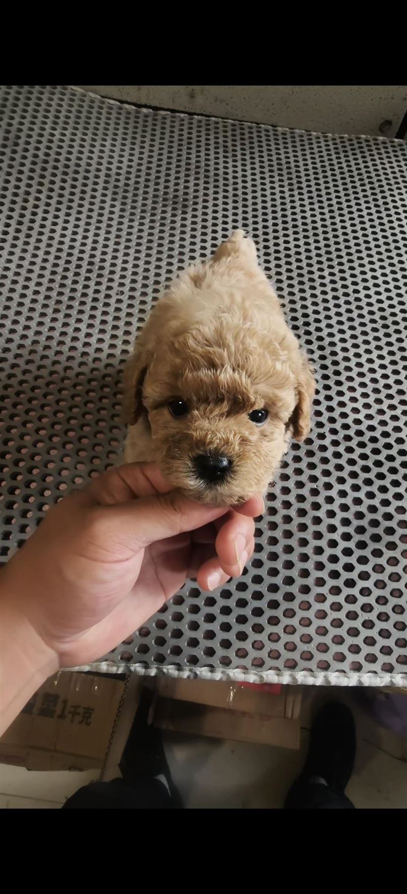 泰迪熊