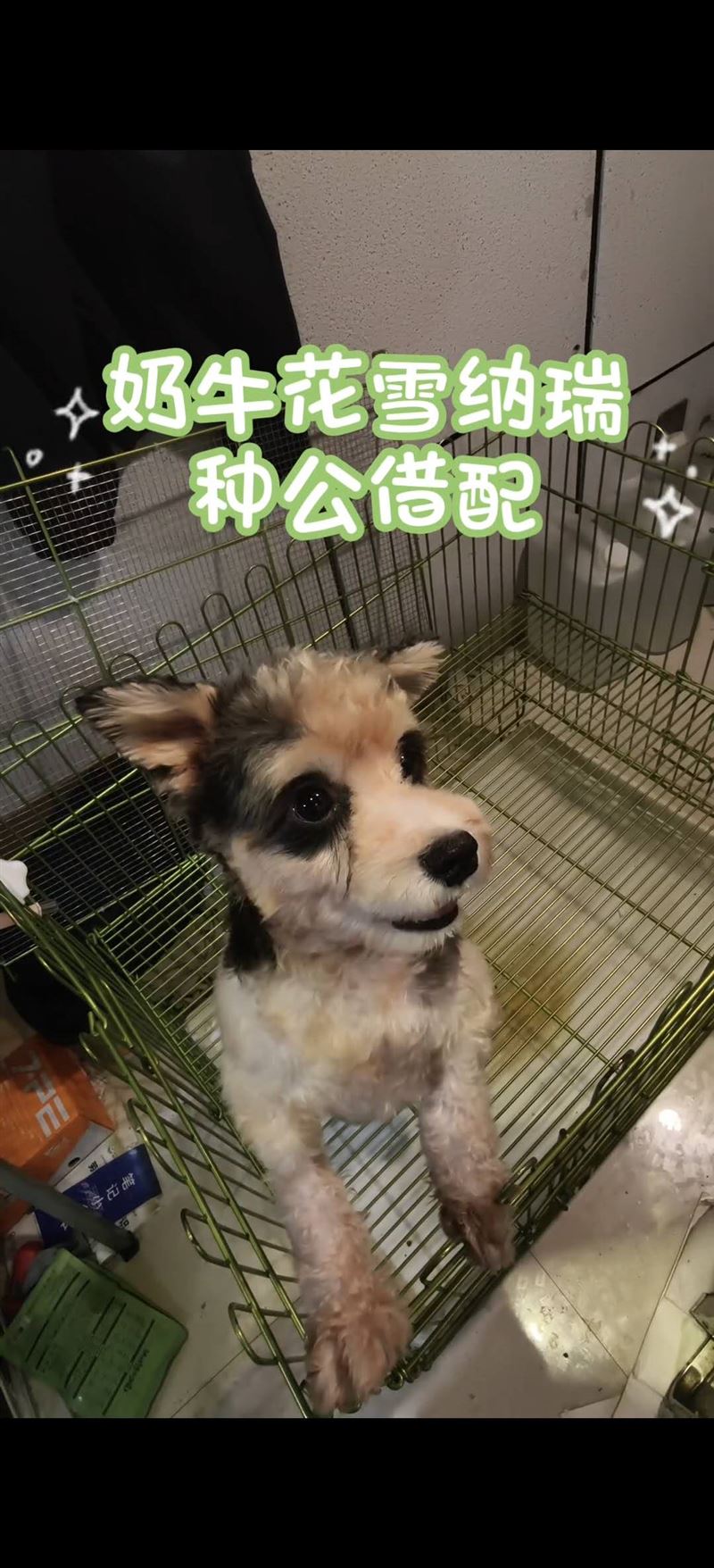 奶牛花色雪纳瑞种公对外借配
