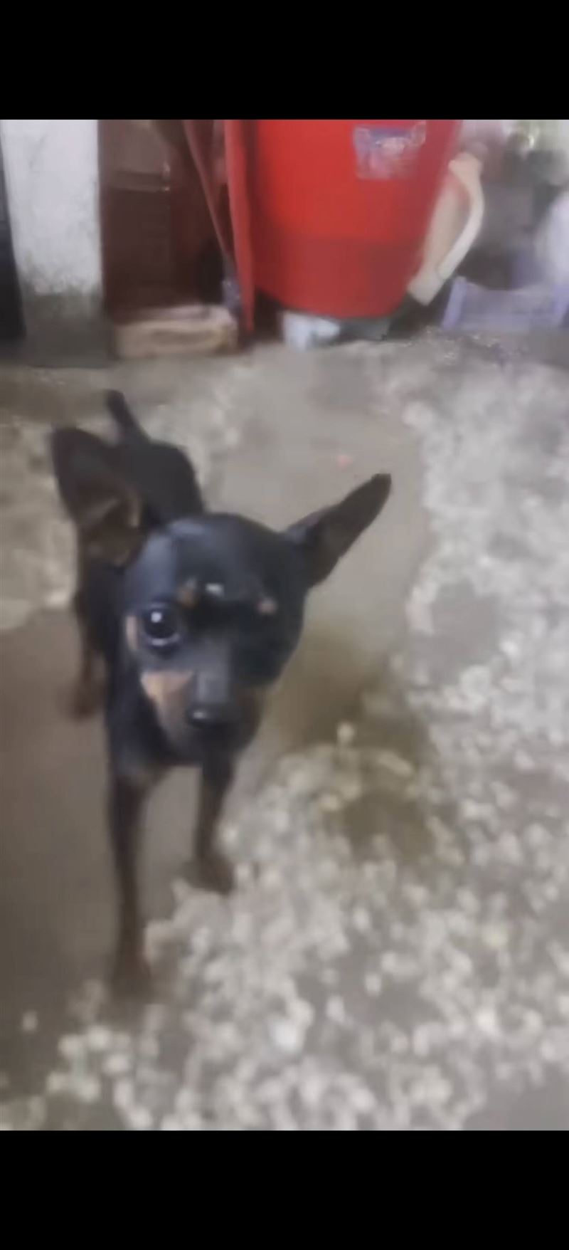 鹿犬小公