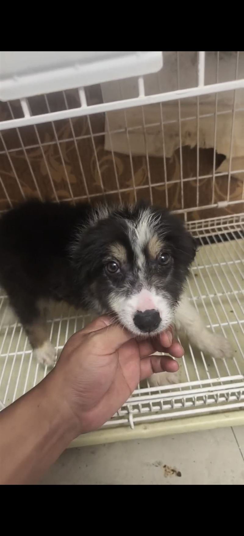 三色边牧幼犬